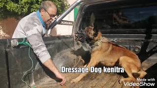 شريط الكلب الشرس الذي وصل إلى 5600000 مشاهدة - The fierce dog video, which reached 5,600,000 views