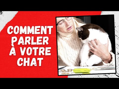 Vidéo: Chat boitant - Comment remettre votre chat sur ses pieds