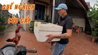 Cấp Cứu Ổ Trứng Đang Ấp Máy Và Cuối Tuần Cả Nhà Đi Bắt Hến Nấu Canh / HIỆP CUỘI TV