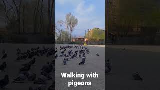 #shorts #walkingwithpigeons