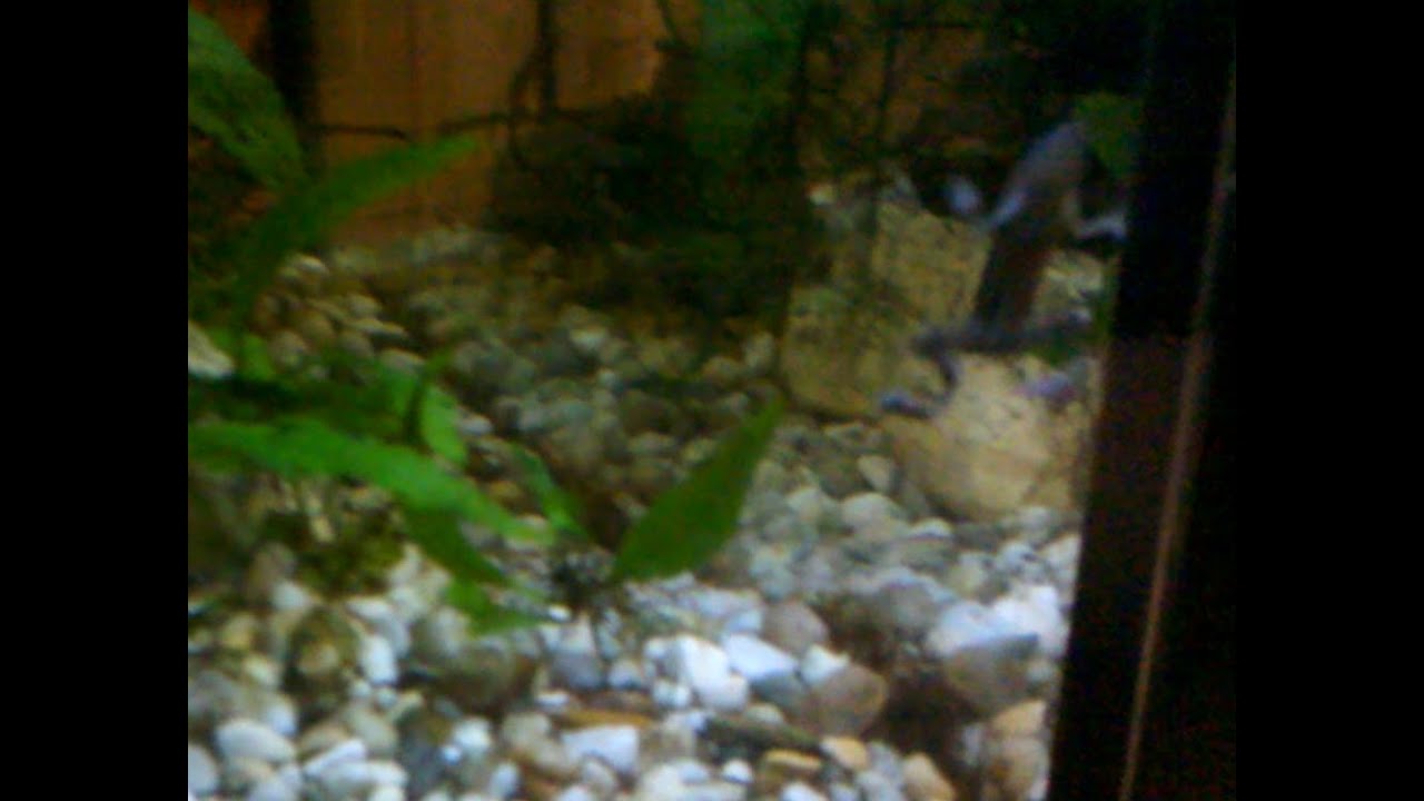 Frosch im Aquarium - Underwater Frog Aqua Scape - YouTube