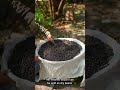 Fermented black beans Making!!