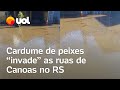 Rio Grande do Sul: Peixes &#39;invadem&#39; ruas de Canoas após chuvas e enchentes; veja vídeo