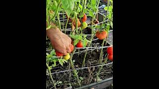 Harvesting Tomatoes  #harvest #Tomatoharvest #harvesttomati #vegetable #homegardening #tomato