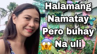 Halamang namatay pero nabuhay uli️| Thess Dela cruz