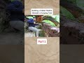Building a Forest Cabin Alone #wood #survival #camping #camp