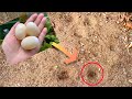 庭にある謎の穴に玉子を置いてみたら、ものすごい生き物が現れた。