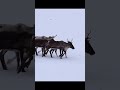 Reindeer are moving over snowy glade in a long line #shorts #animals #reindeer #deer #winter #snow