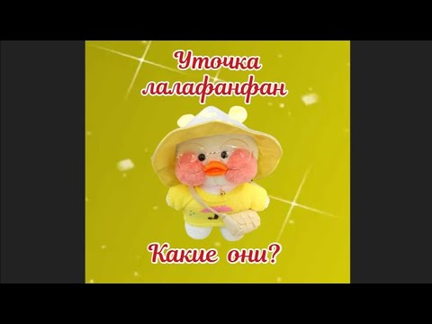 Уточка лалафанфан / lalafanfan duck. Какие они? Лалафанфан / lalafanfan
