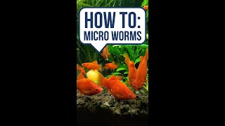 Micro Worms Are a Lot Easier Than I Thought