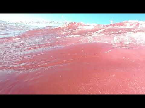 Scientists turn ocean pink near Torrey Pine State Park