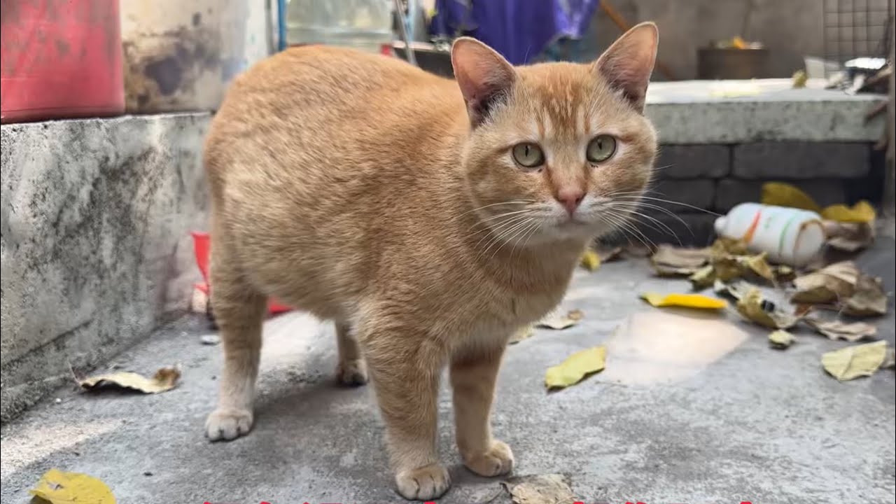 流浪小猫很乖很听话，不乱跑，天天在楼梯口等我