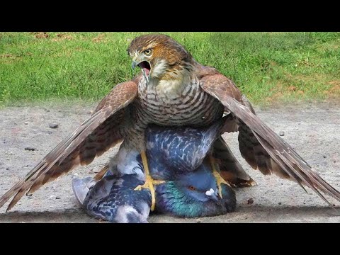 عندما يجوع الصقر الجارح لا يعرف او المستحيل او الرحمة مشاهد لا تصدق فى عالم الحيوانات والغابة