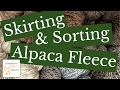 Skirting & Sorting Alpaca Fleece