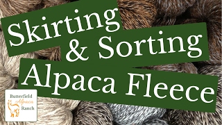 Skirting & Sorting Alpaca Fleece