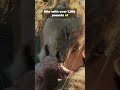 The Hyena VS Lion. #wildlife #animals #facts