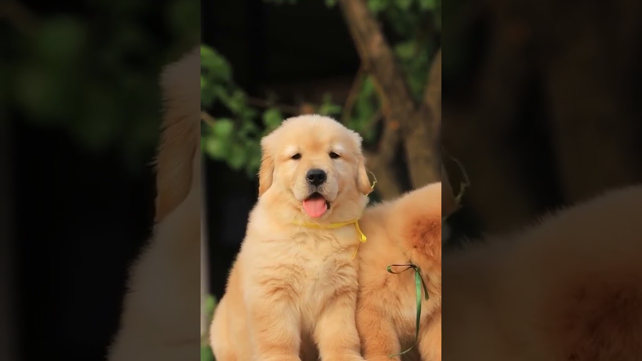 Buy one puppy and receive discount off today |