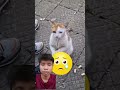 new trending shorts viral video// #india #facts #viral #funny #exploretripura#cat#cute #viralvideos