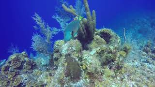 Parrotfish eating coral. LCI. 4/2018