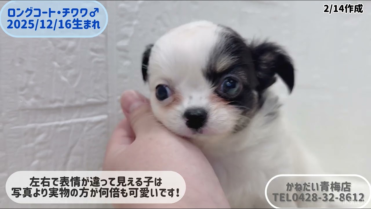 ロングコート・チワワ 2025/12/16♂ - YouTube