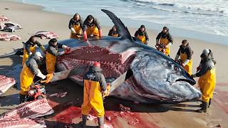 Fishermen Make $50 Million a Year Catching Giant Bluefin Tuna | Deep Sea Documentary