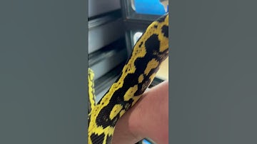 Jungle Carpets aka The Kings of Black & Yellow #snake #carpetpython #jungle
