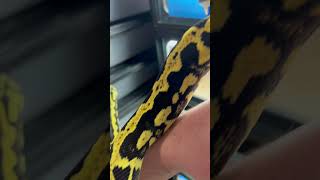 Jungle Carpets aka The Kings of Black & Yellow #snake #carpetpython #jungle Wealth