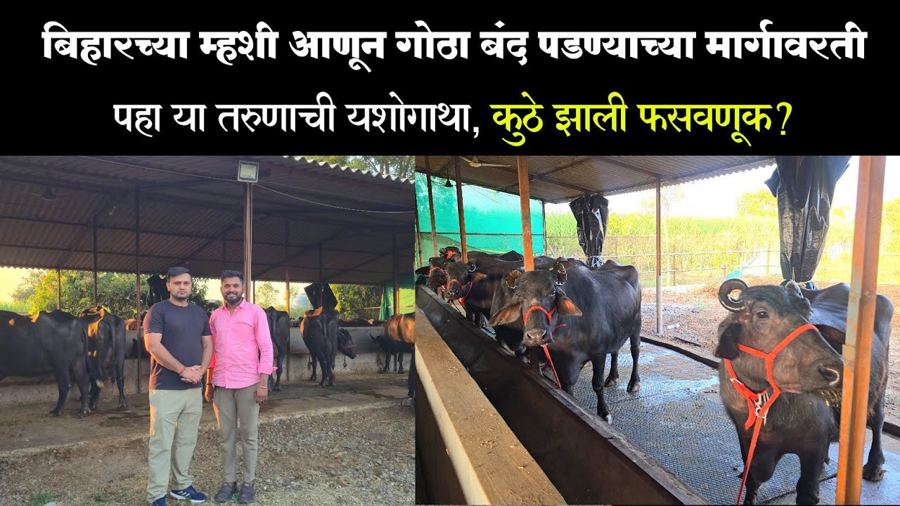 बिहारच्या म्हशी आणून गोठा बंद पडण्याच्या मार्गावर, कुठे झाली फसवणूक? | पहा या तरुणाची यशोगाथा 