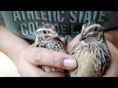 Vídeo: Como Distinguir Galinhas Codornizes