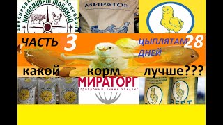 ШОК, УЖАС, Кобб 500 Чехия, Испания комбикорм Мираторг, Майский, Бест, возраст 4 недели