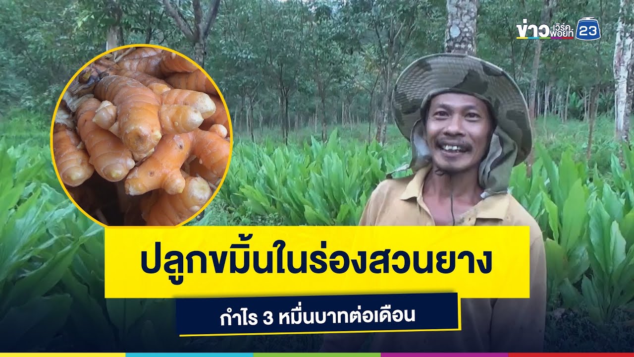 ปลูกขมิ้นในร่องสวนยาง กำไร 3 หมื่นบาทต่อเดือน