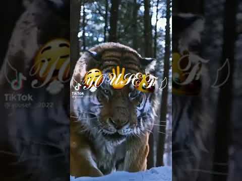 ابويا قالي هتعيش أسد تسوق مملكه