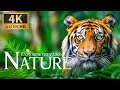 Exploring creatures nature 4k  discovery scenic relaxation amazing animals with calming piano music
