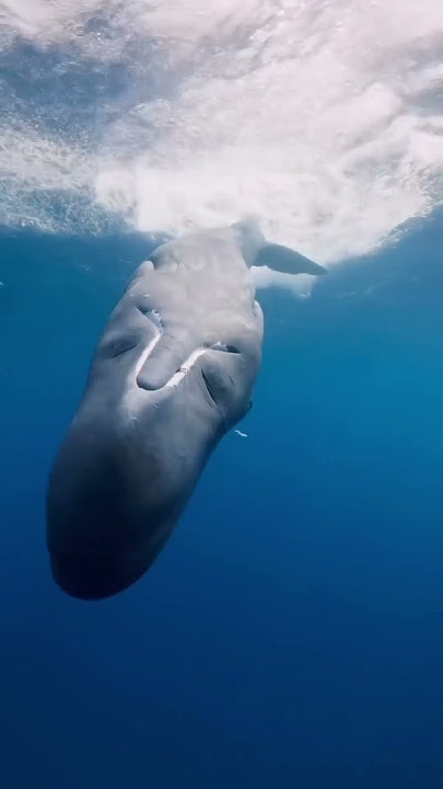 Sperm Whale Sound