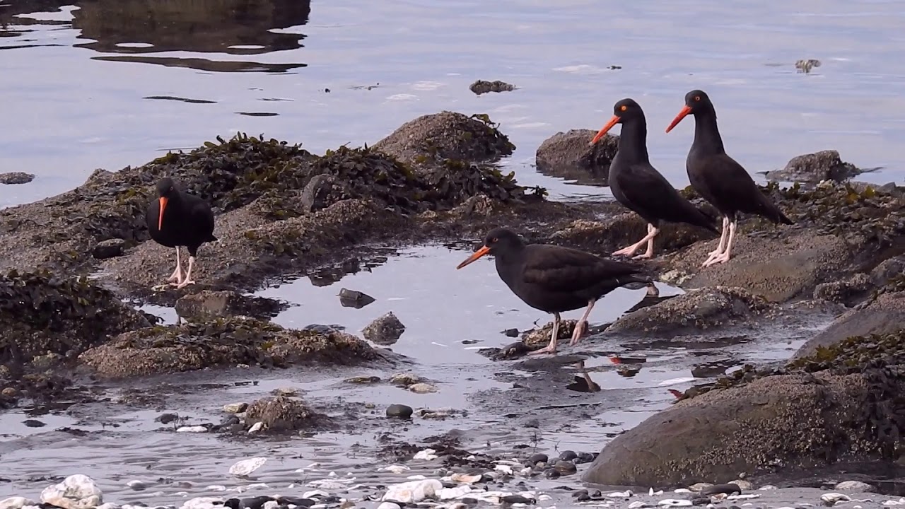 Oystercatchers - by stevi kittleson 