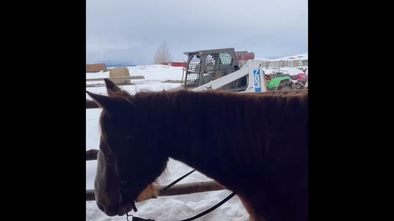 Smokey is consigned to Western Wyoming Select Gelding Sale 2023. YouTube