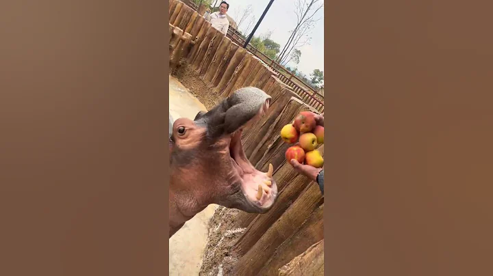 Hippopotamus squeeze apple juice Hippopotamus Hippopotamus video Wildlife close up thumbnail