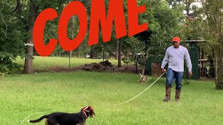 Teaching your beagle to come.