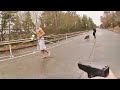 Bodycam Shows Seattle Police Officer Shooting Suspect After Stabbing K9 Officer Jedi