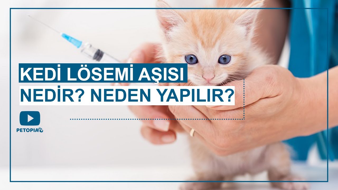 kedi karma aşı içeriği