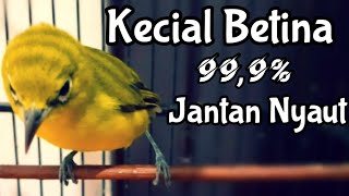 Ciak Kecial Betina, Suara Pleci Kecial Kuning Betina Memanggil Jantan (29/06/20)