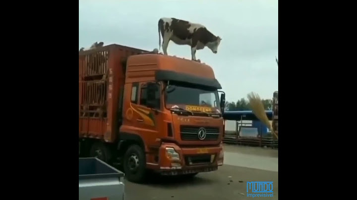 Vaca tenta fugir de caminhão boiadeiro - Cenas incríveis
