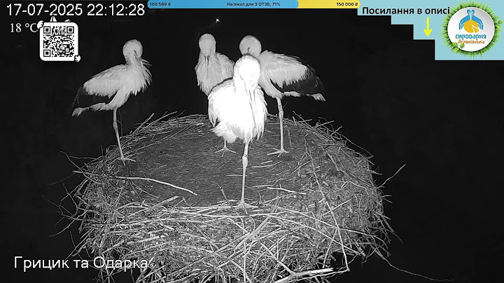 UA 🔴Прямий ефір White Stork Live Трансляція з гнізда лелек в Національному парку Пирятинський #bird