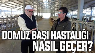 Domuz Başı Hastalığı Nasıl Geçer? by ÇİFTÇİ TV 1,072 views 8 days ago 43 minutes