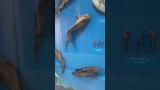 Islamabad museum fishes & animal's bones dhancha