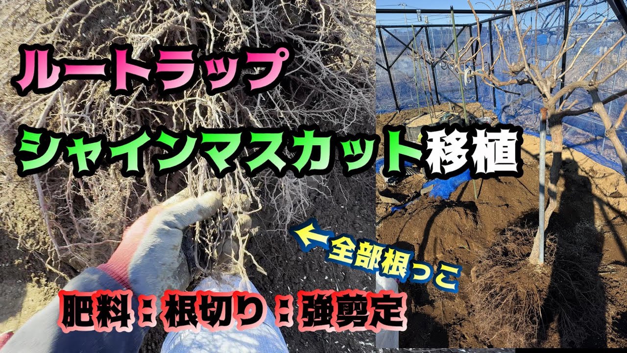 シャインマスカット移植【ルートラップから地植えへ】強剪定で切り戻し。肥料や土の状況も＃ぶどう＃栽培＃シャインマスカット＃定植＃剪定