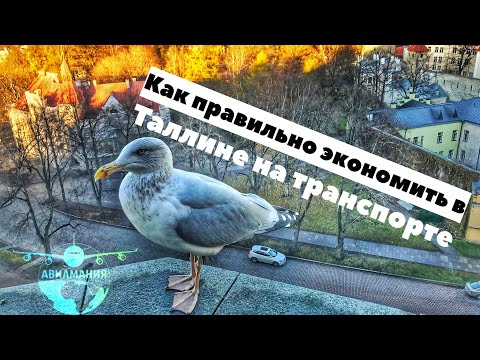 Таллин общественный транспорт: как путешествовать самостоятельно #Авиамания