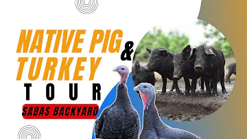 Native Pigs and Turkey | Backyard Farming