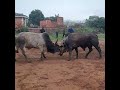 Part 2 Cow 2025 Animals Nkunzi Bull Part 2 Cow 2025 Animals Nkunzi Bull