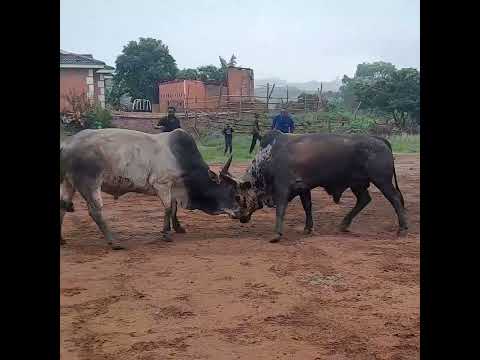 Part 2 Cow 2025 Animals Nkunzi Bull